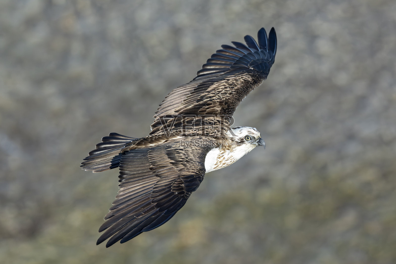 东部鱼鹰在飞行中照片摄影图片