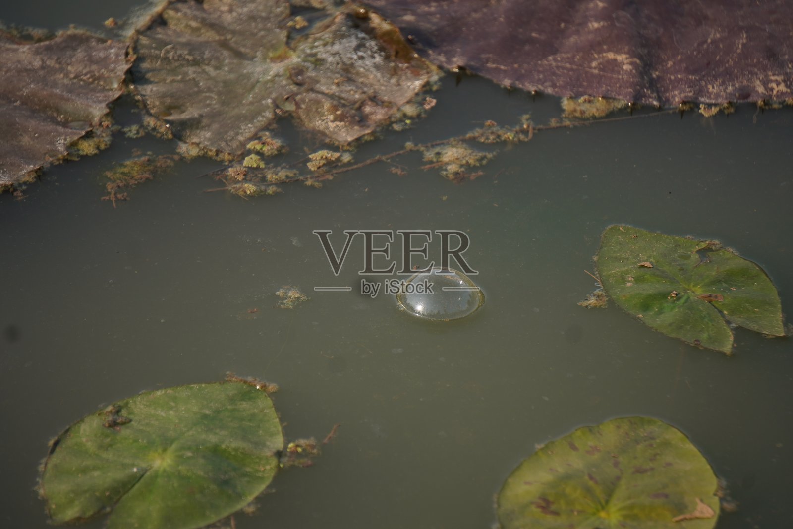 青蛙安静地坐在宁静池塘中的荷叶上,象征着平衡、大自然的美和宁静的和谐照片摄影图片