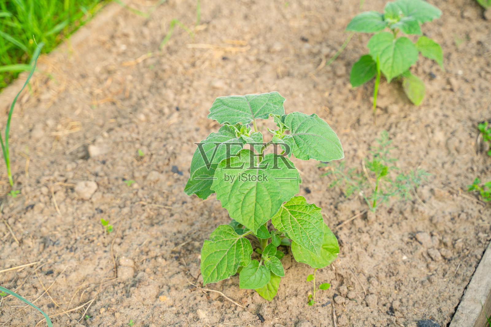 年轻的灯笼果幼苗在花坛中照片摄影图片
