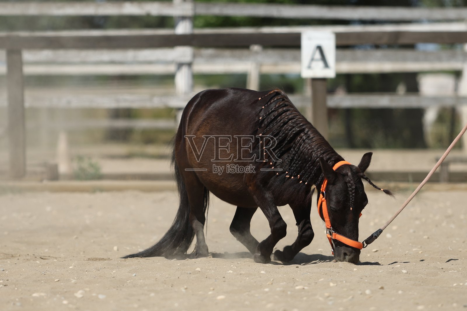 黑色小马在沙子里打滚照片摄影图片