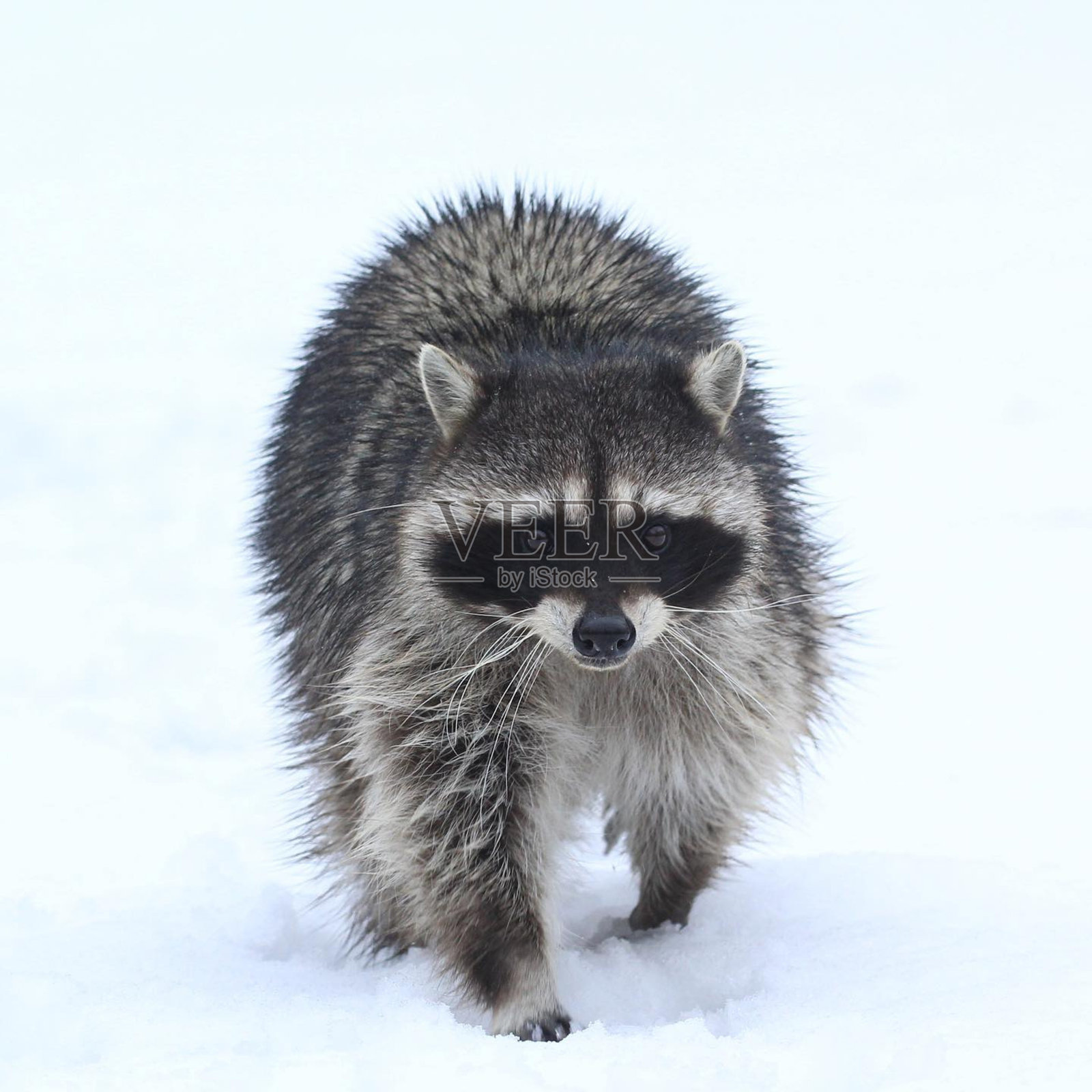 浣熊在雪地上行走照片摄影图片