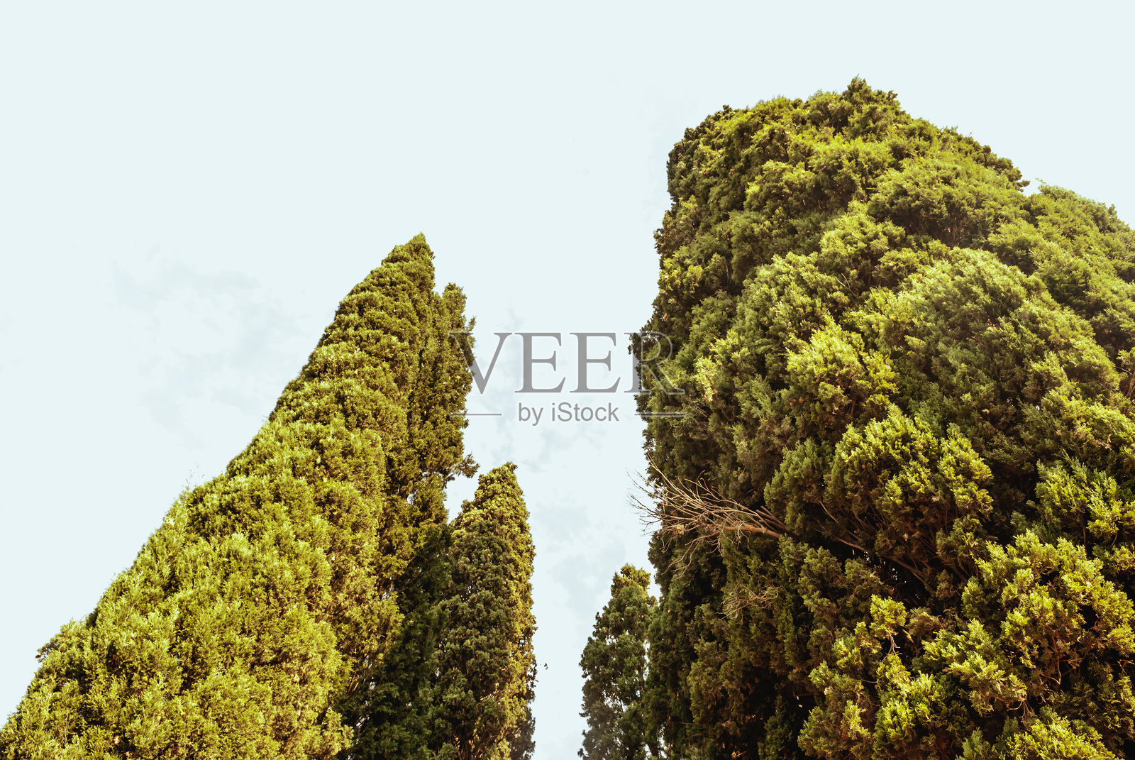 树木照片摄影图片