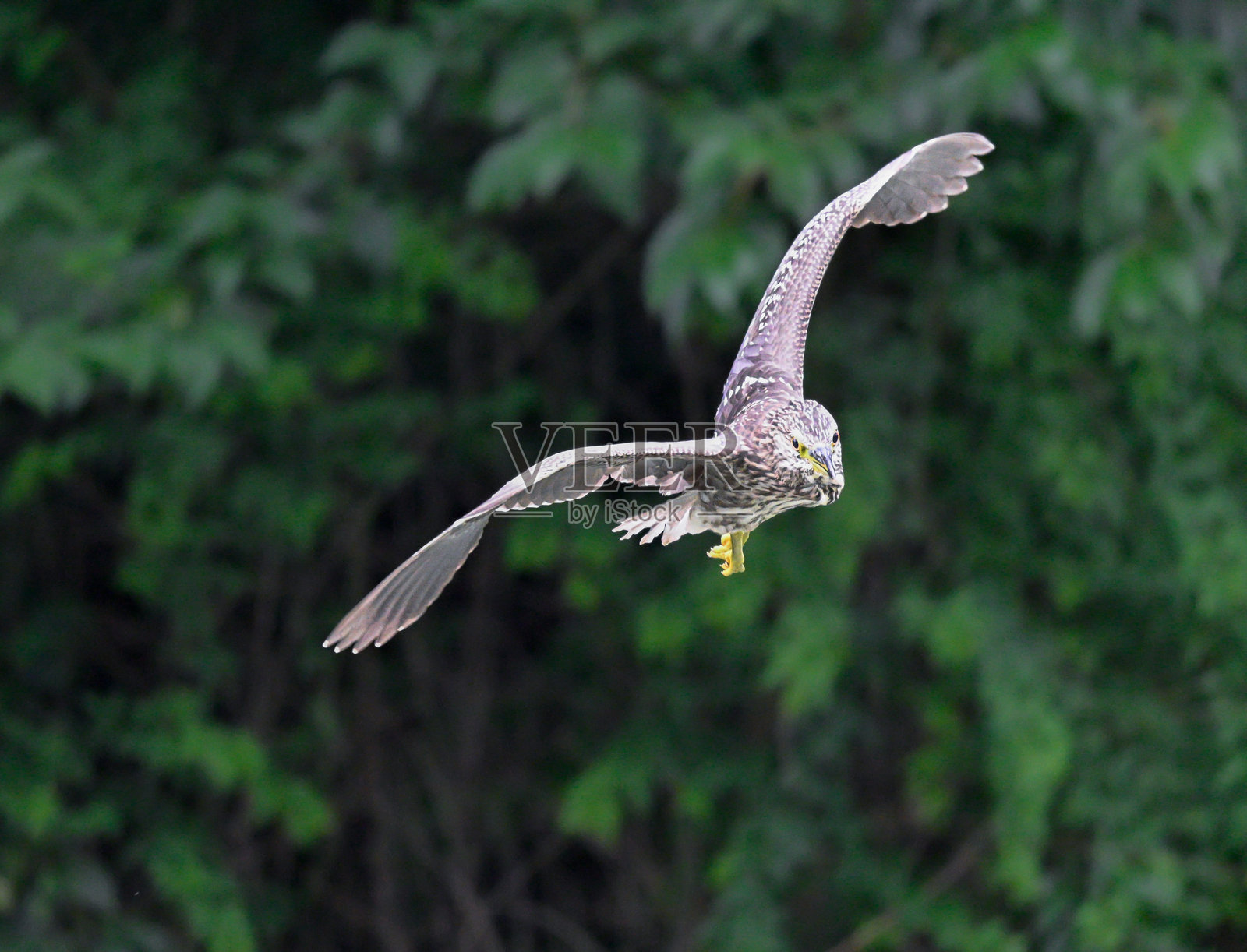 一只飞翔的亚成夜鹭照片摄影图片