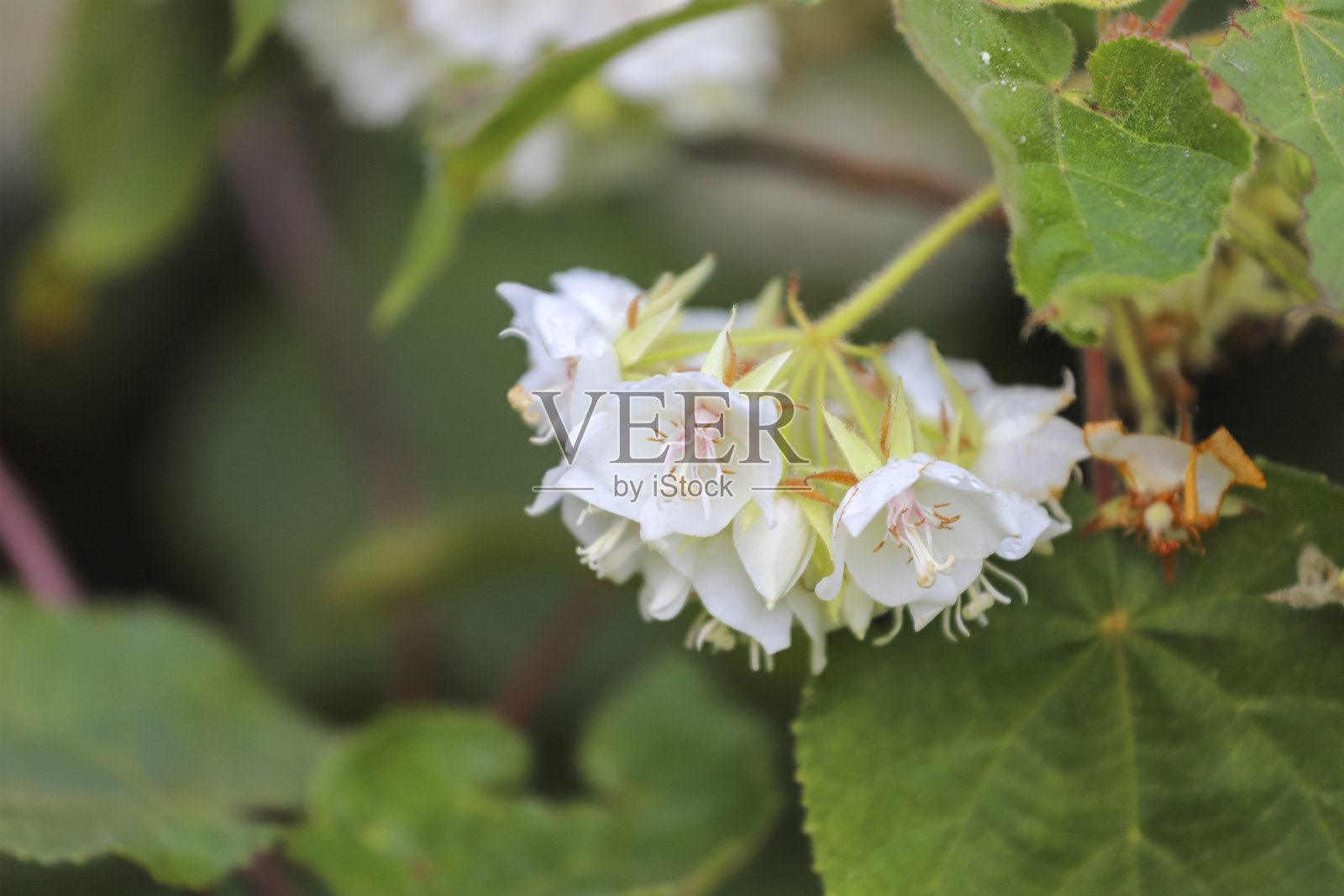 白色开普婚礼花(Dombeya natalensis)花朵簇生照片摄影图片