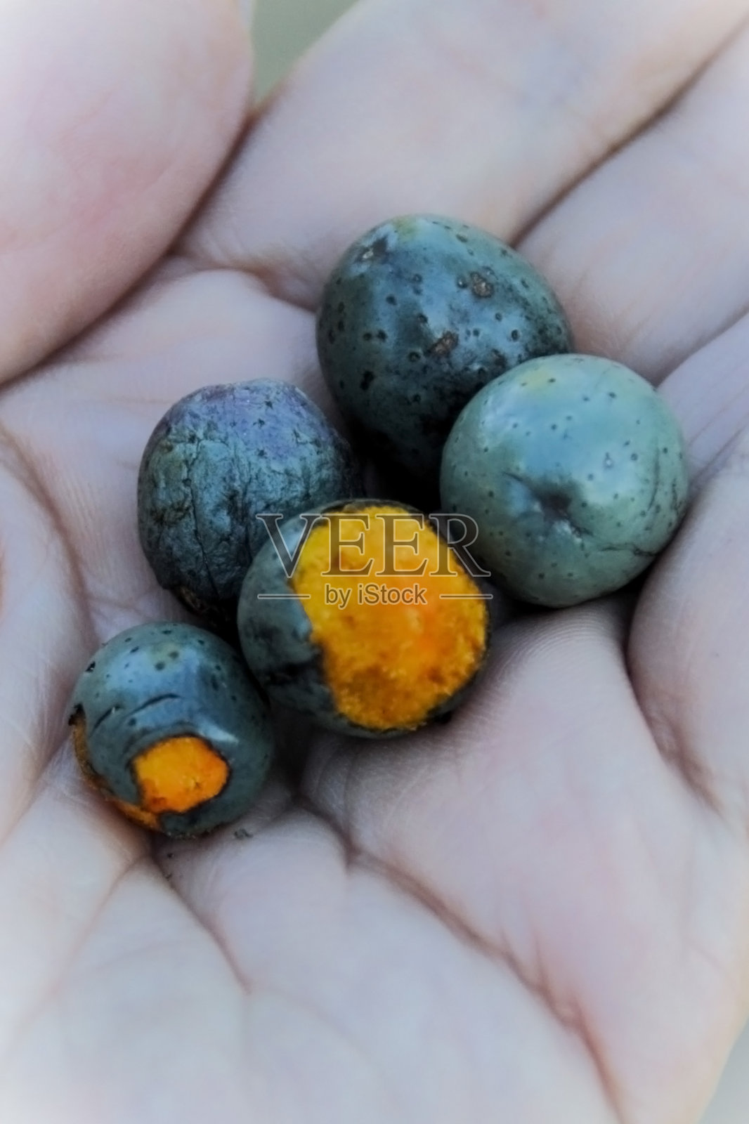 中国扇棕榈(Listona chinensis)的绿色果实照片摄影图片