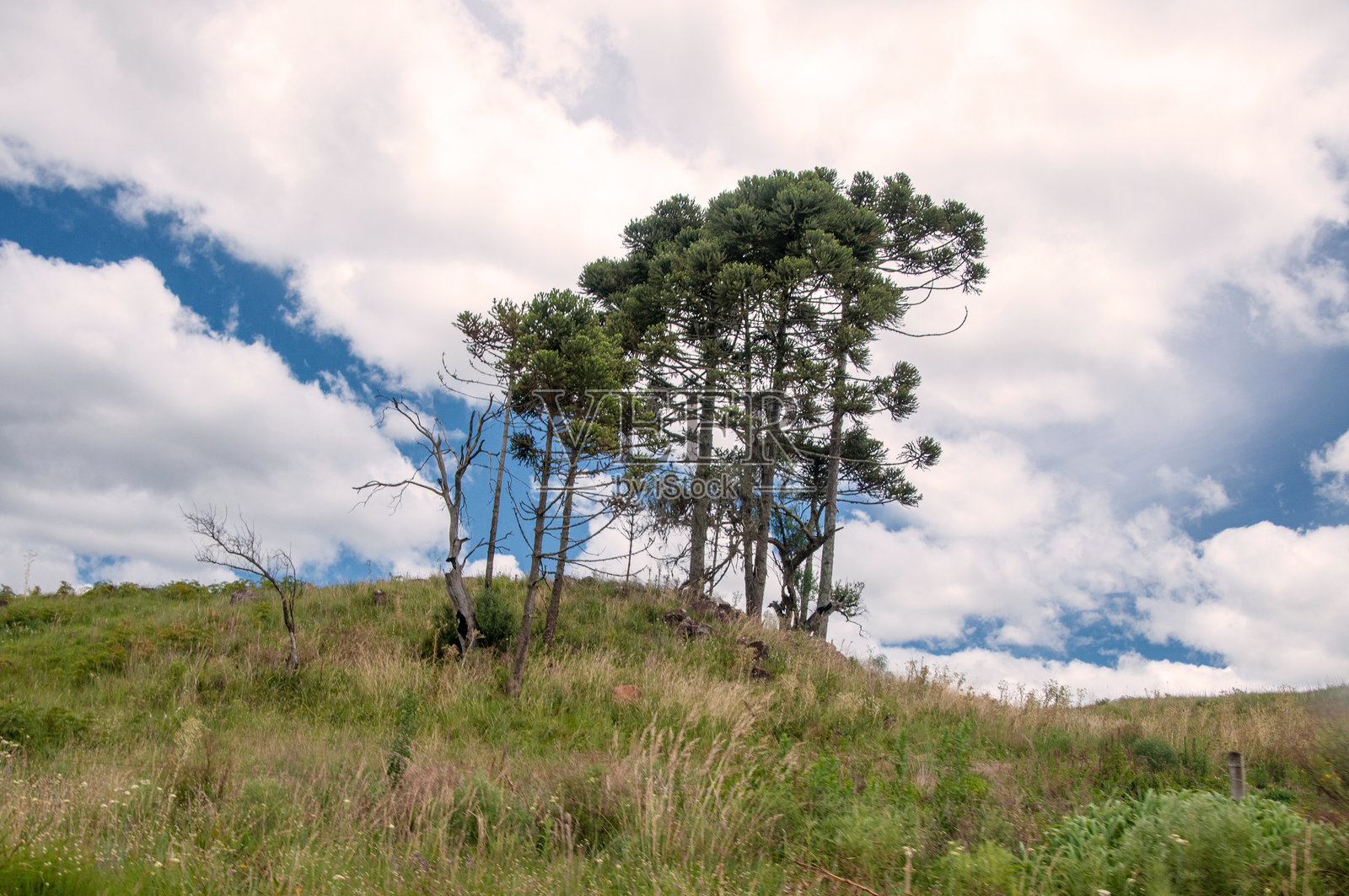 蓝天下的山坡上的松树照片摄影图片