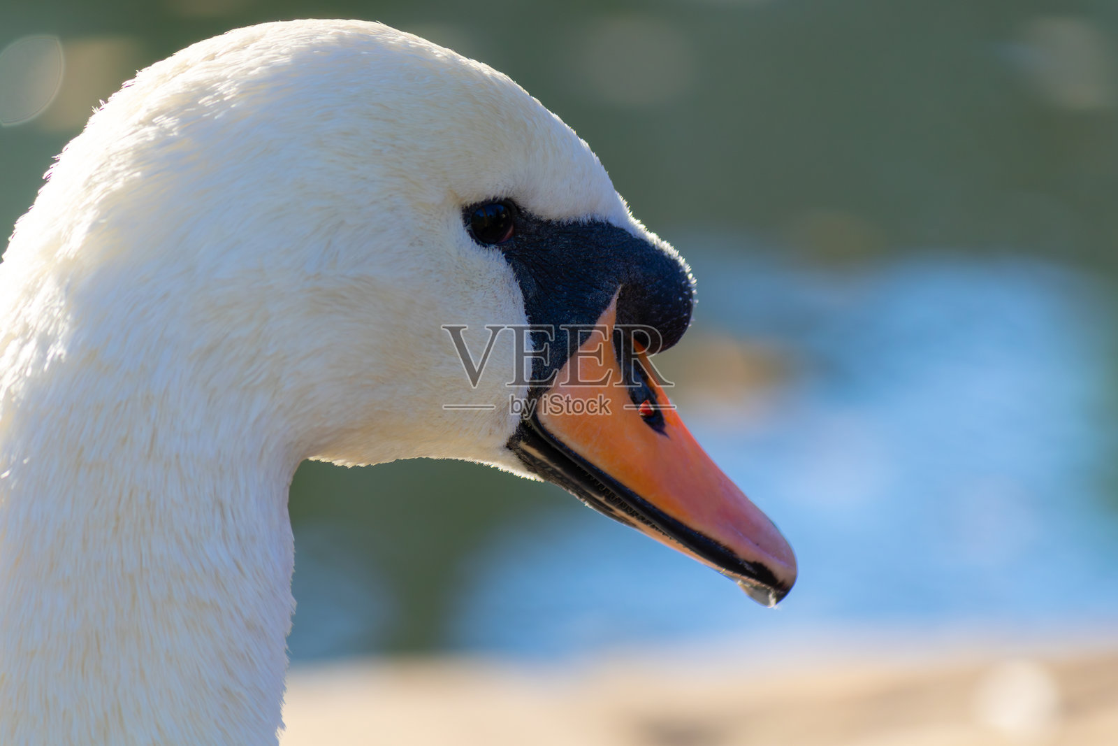 一只橙色喙的白天鹅站在水面前照片摄影图片