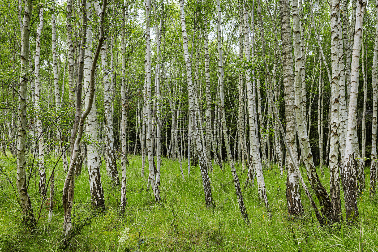 有疣的白桦林(Betula pendula)照片摄影图片