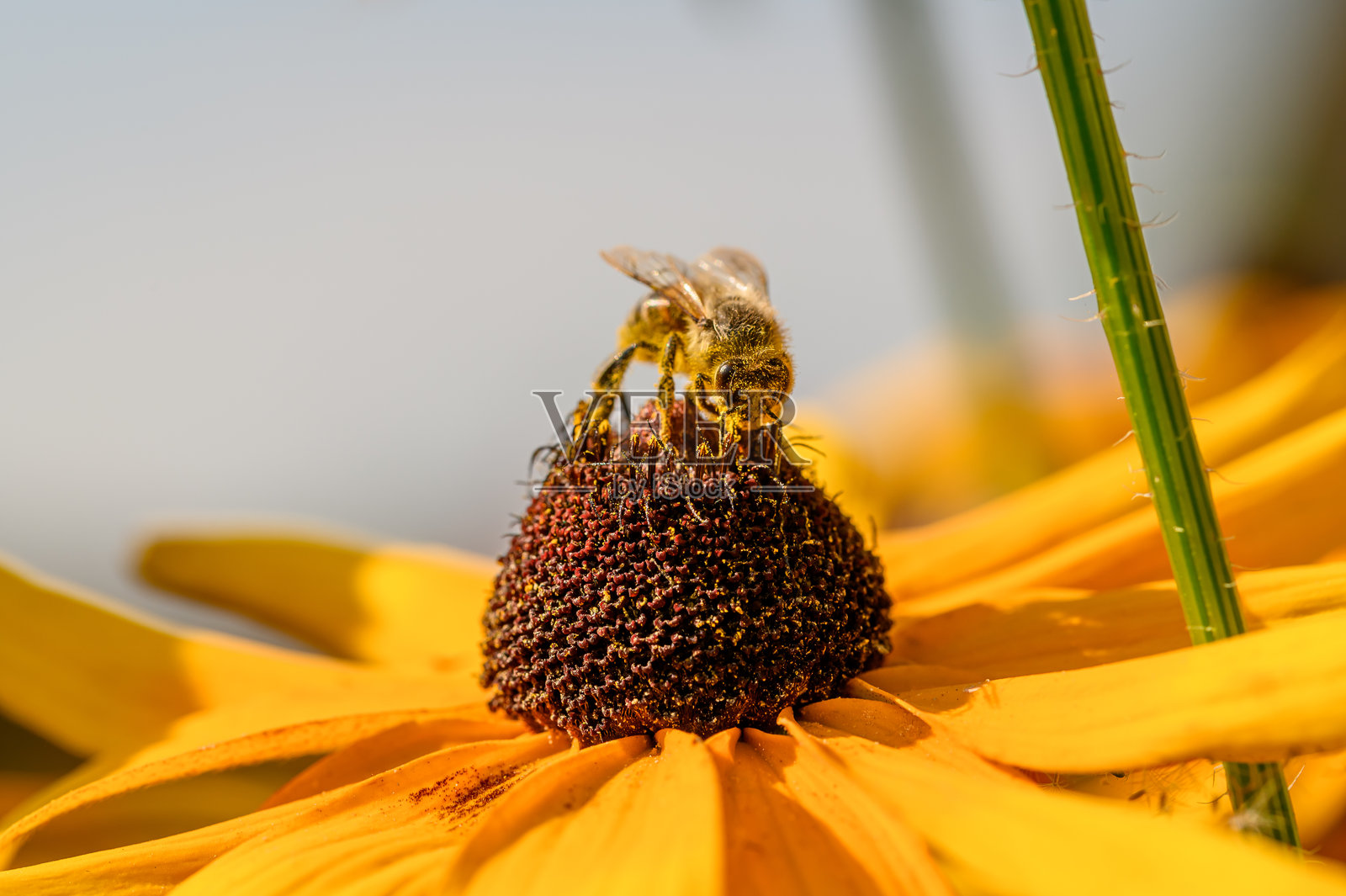 一只蜜蜂在草地上的黄色花朵上采集花粉,身上沾满了黄色花粉。照片摄影图片