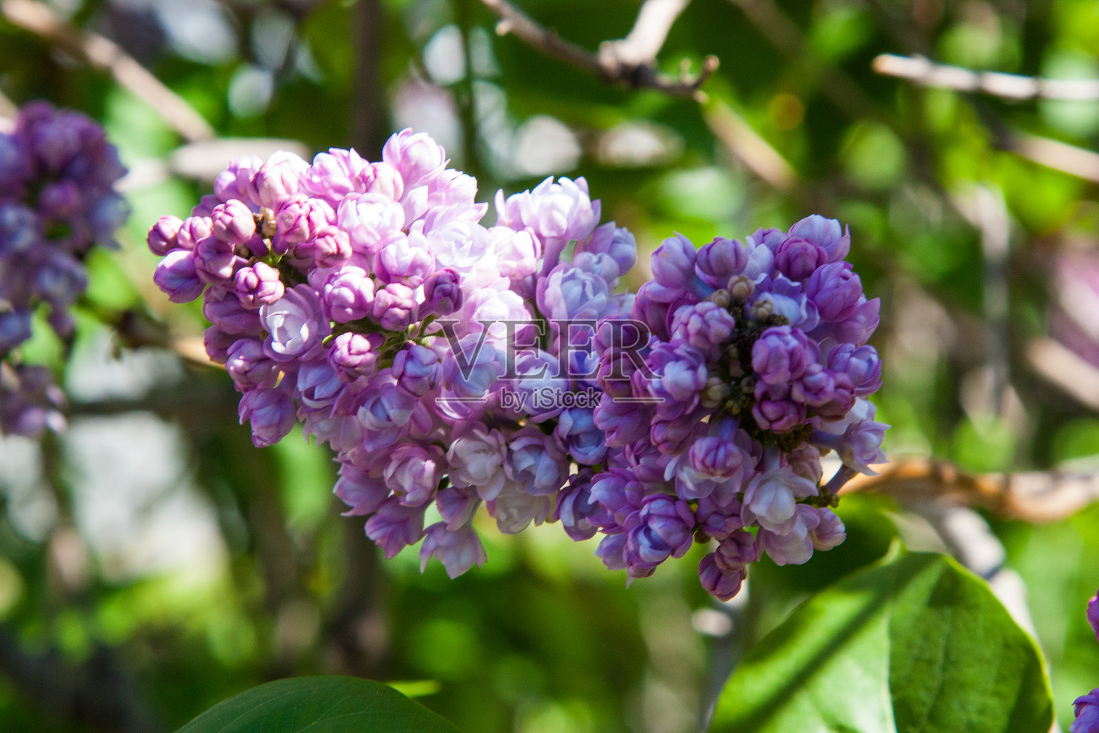 盛开的紫丁香枝条。花园中的紫丁香盛开。美在自然中。美丽的明暗对比在一根繁花似锦的紫丁香枝条上,背景是宜人的自然景色。照片摄影图片