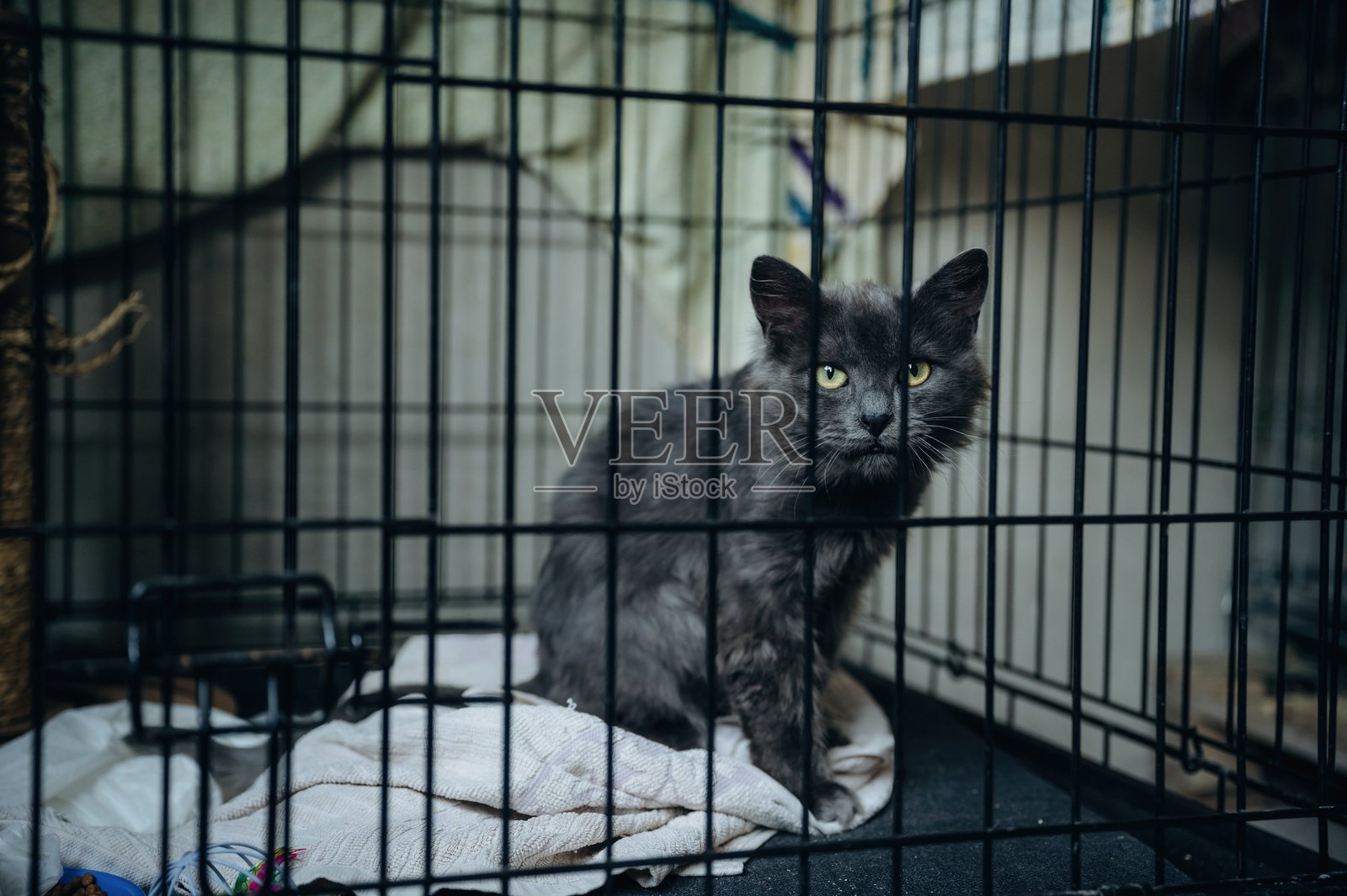 动物收容所室内的猫在笼子里,关爱理念照片摄影图片