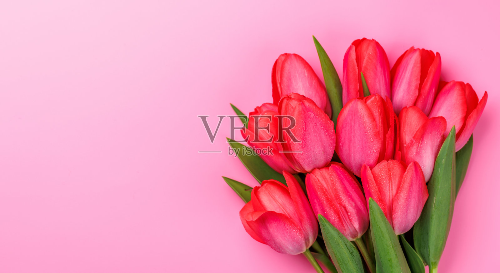 粉色郁金香花束在柔和的粉色背景上照片摄影图片