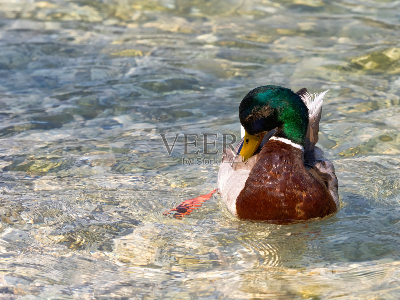野鸭照片摄影图片