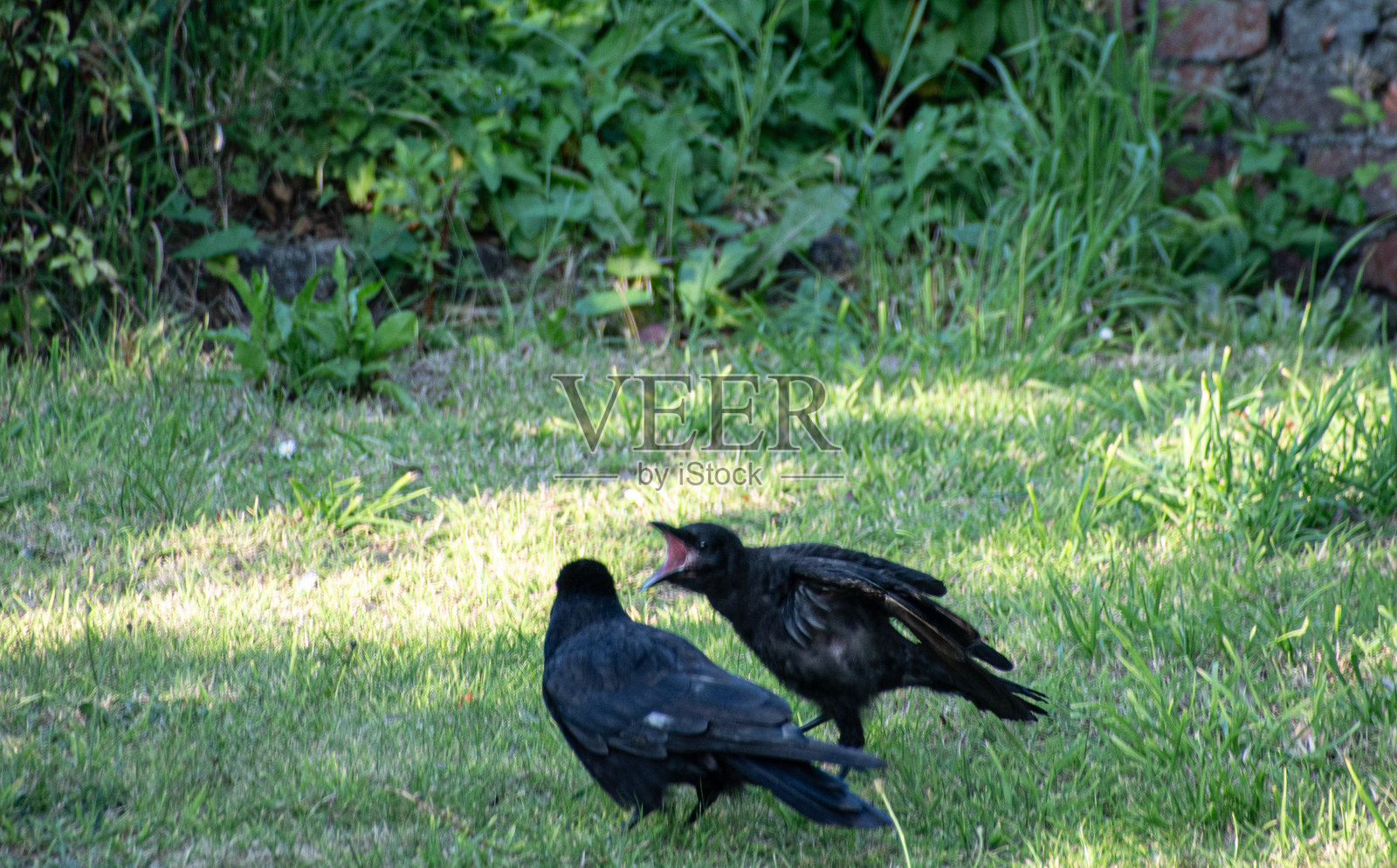 乌鸦幼鸟和成年乌鸦照片摄影图片