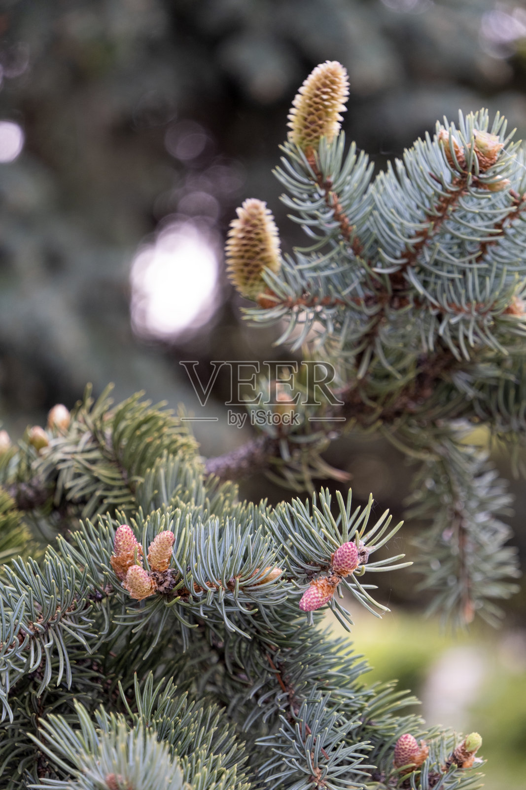 松树的碎片,带有幼小的松果,特写镜头照片摄影图片