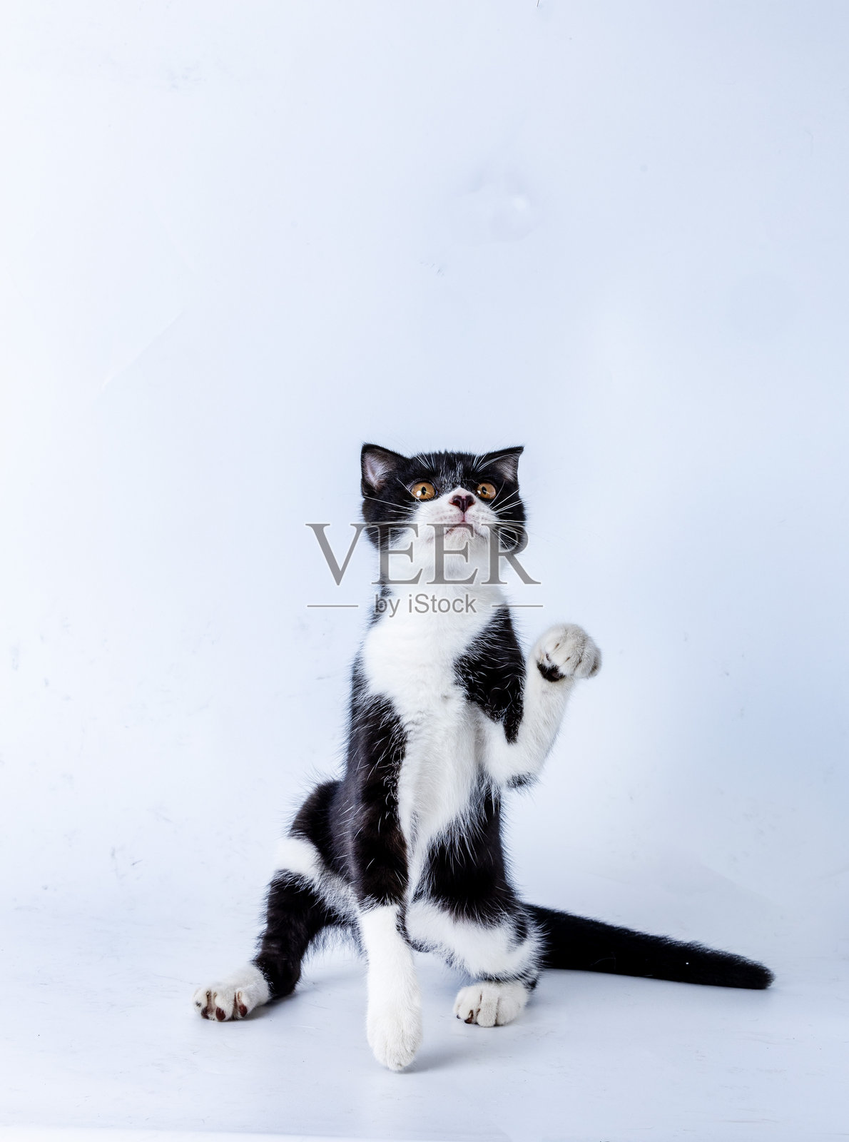 牛猫照片摄影图片