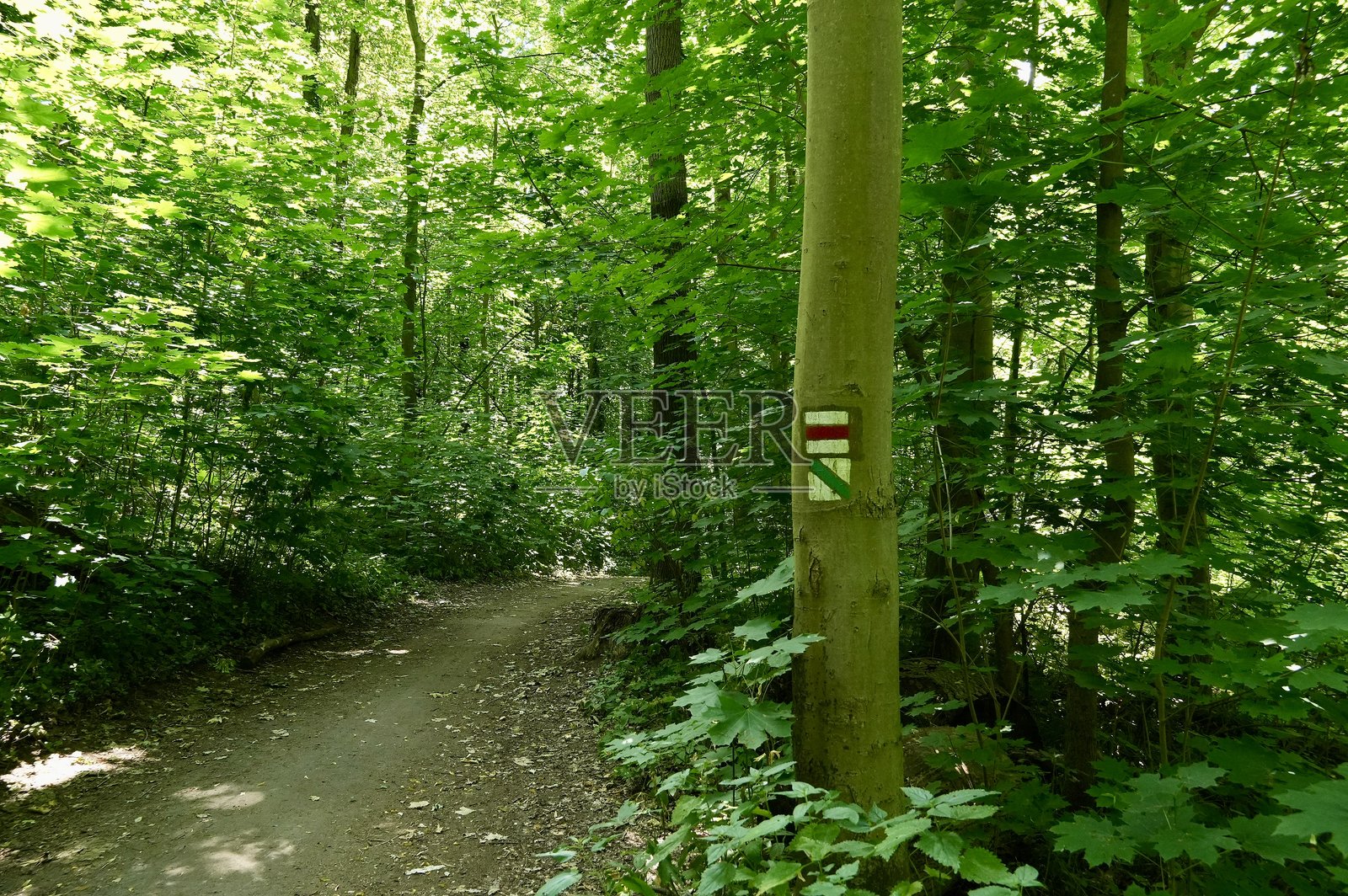 森林。森林道路。森林地标。照片摄影图片