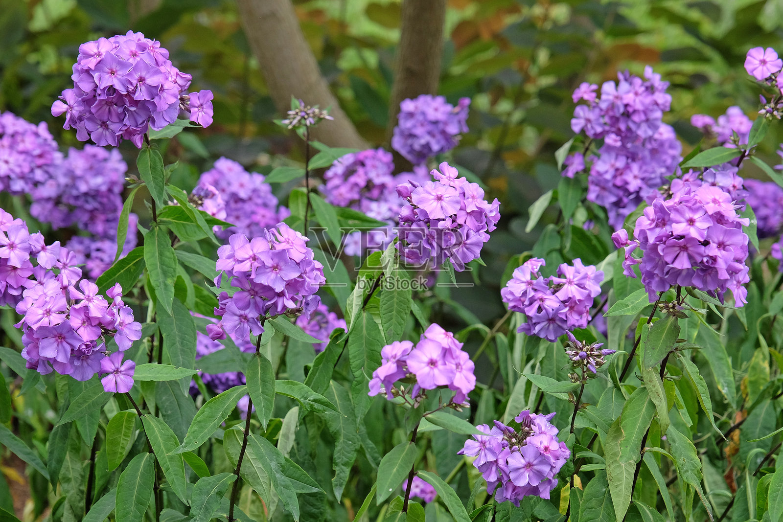 紫色的高大福禄考 '蓝色天堂' 正在开花。照片摄影图片
