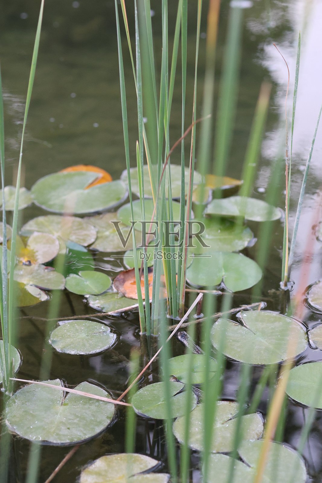 池塘中的水莲风景照片摄影图片