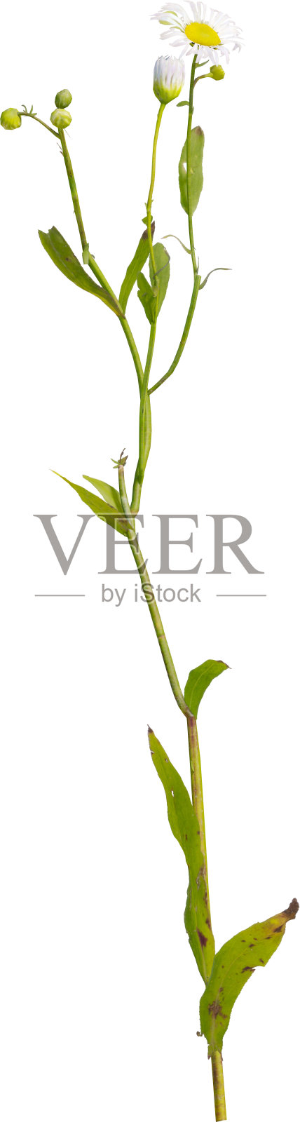 侧面视图的雏菊草植物及其花朵 - Erigeron strigosus照片摄影图片