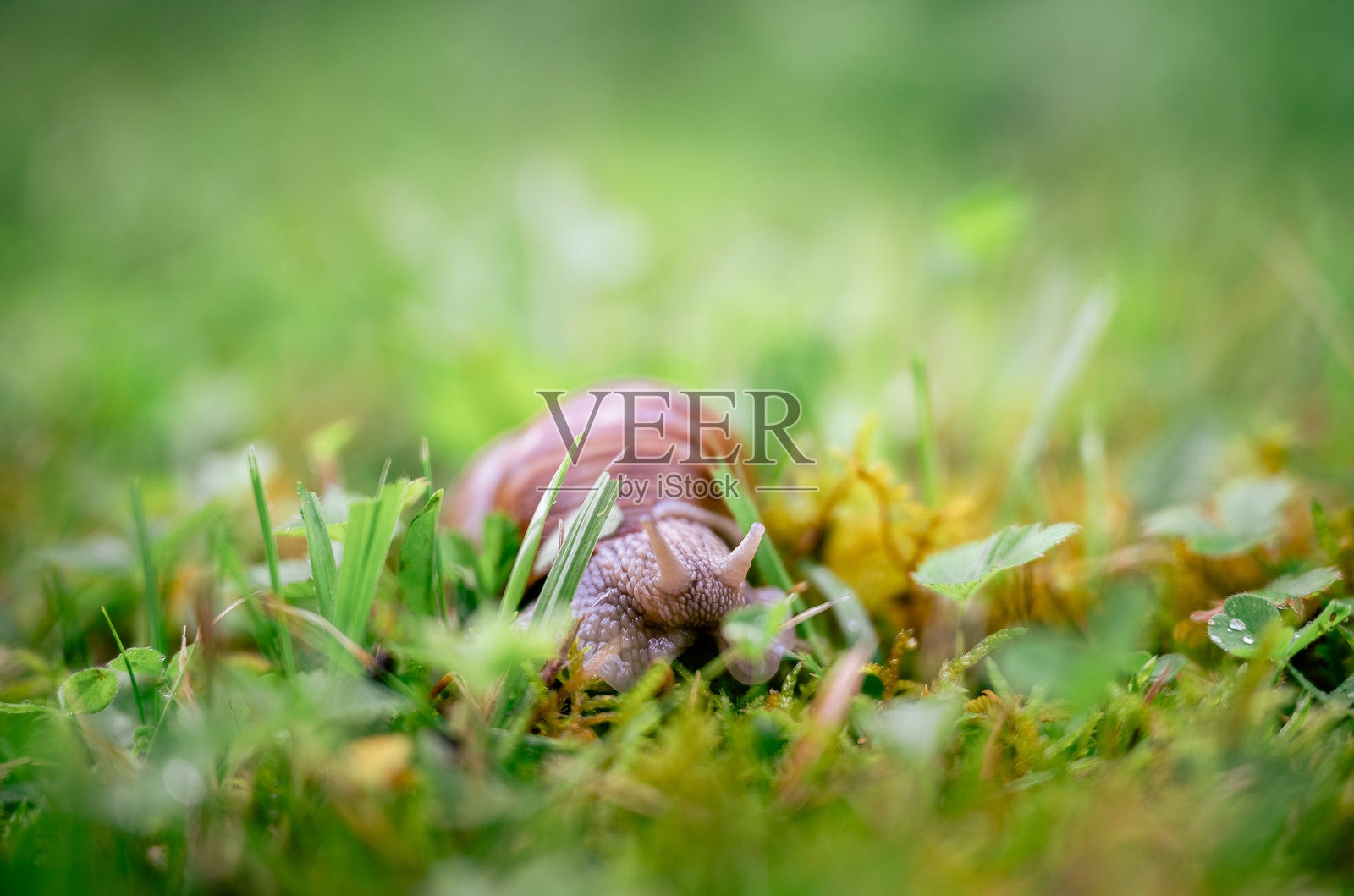 夏季花园中蜗牛在新鲜草地上爬行的特写镜头照片摄影图片
