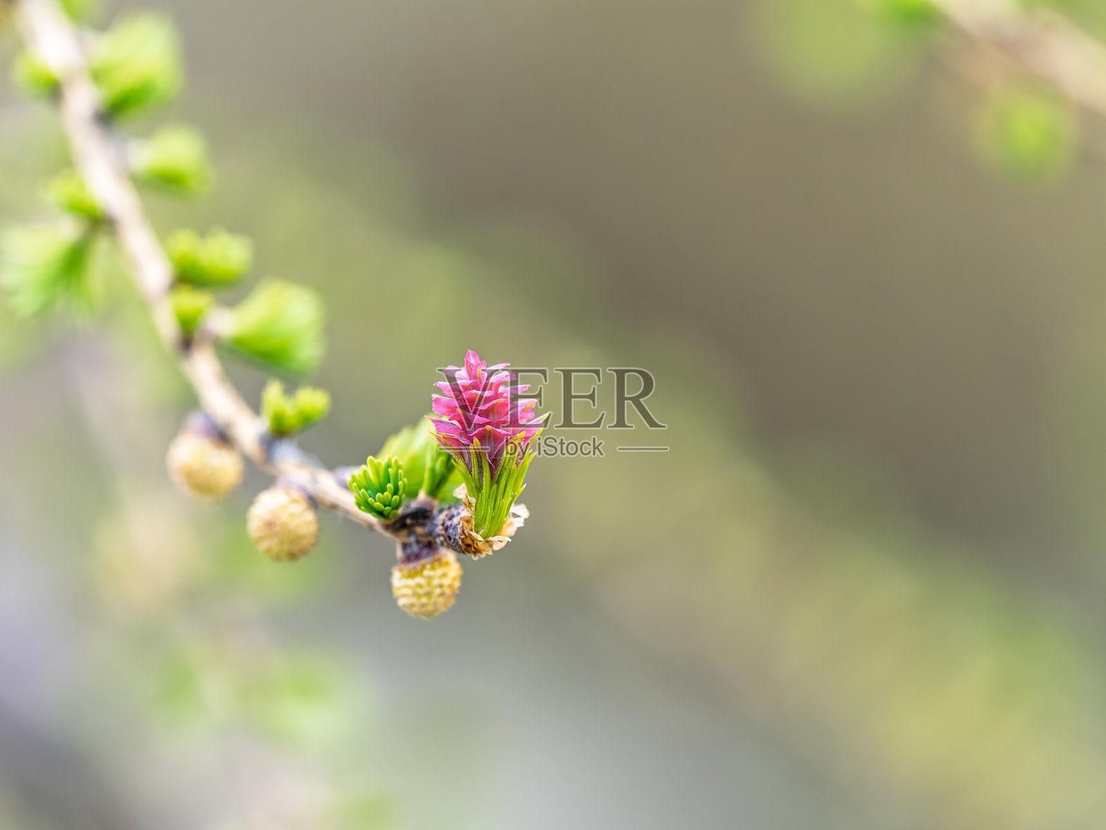 落叶松树在春天盛开的新鲜粉色球果,背景为自然风光照片摄影图片