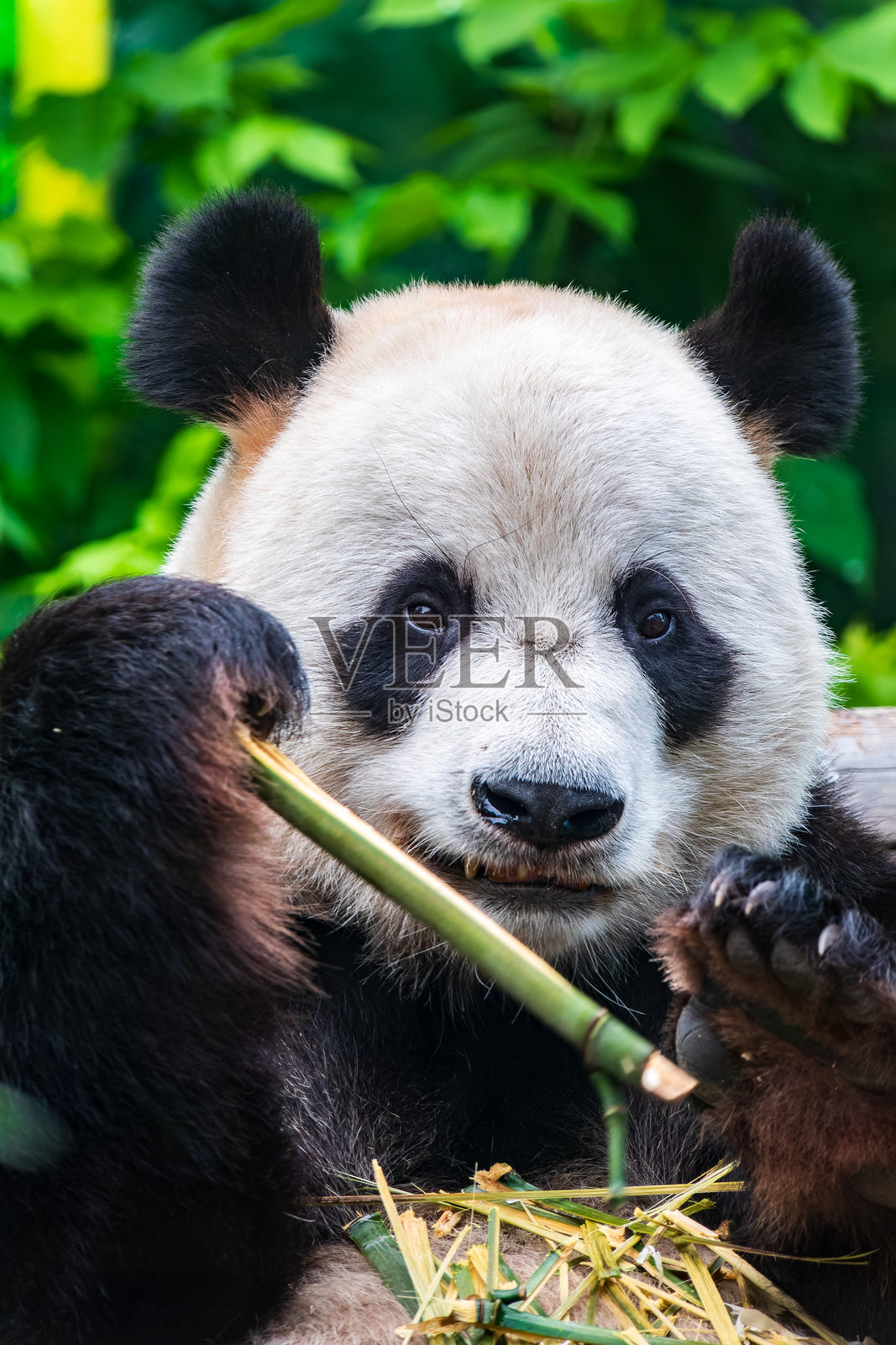 大冠鸊鷉与幼鸟在湖中游泳。照片摄影图片