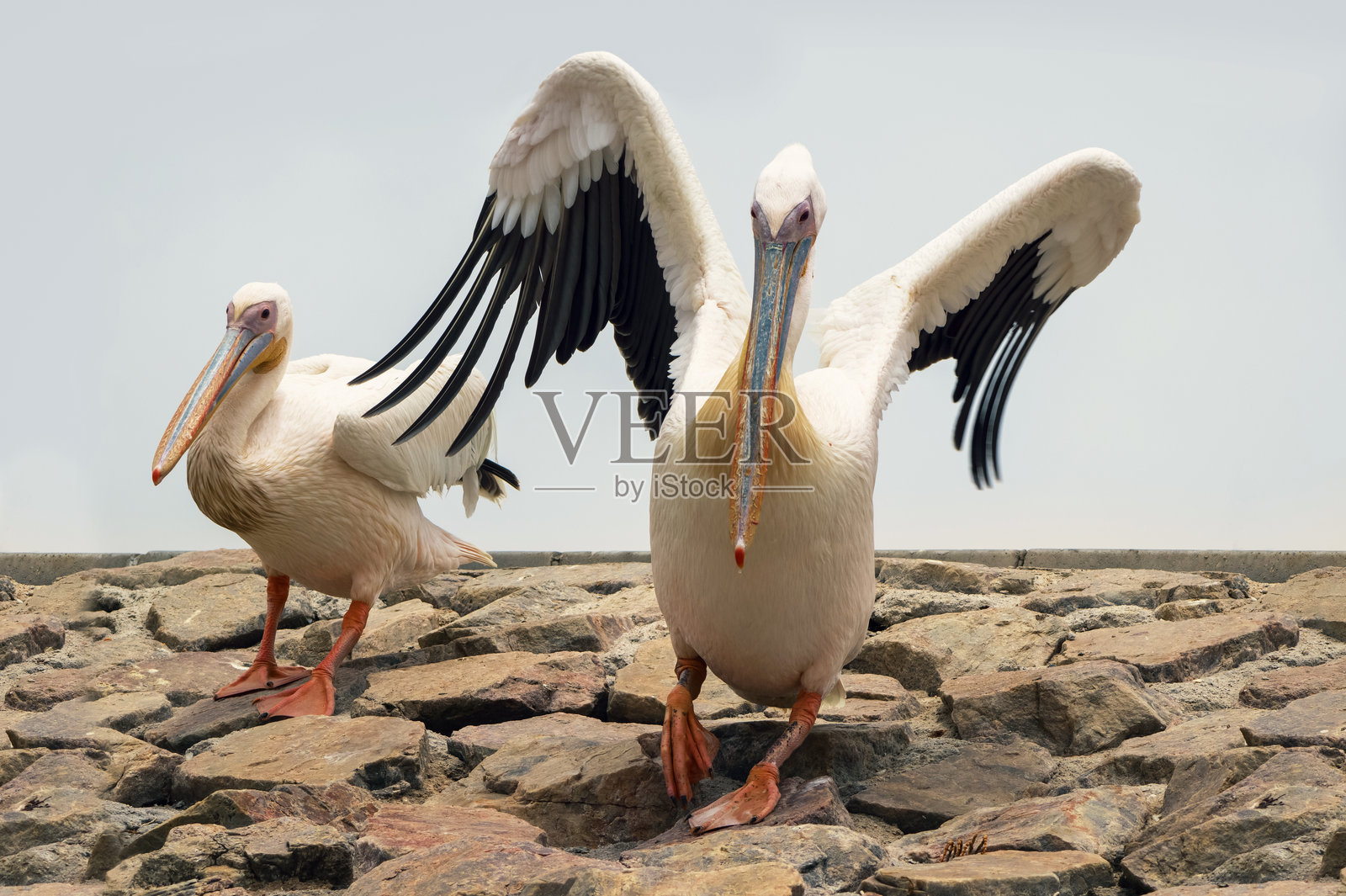 两只非洲白鹈鹕在柔和的日光下安静地坐在石墙上照片摄影图片