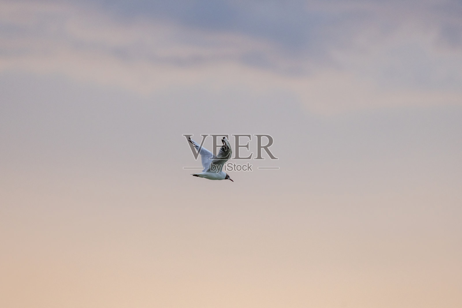 海鸥在日落的天空中飞翔照片摄影图片