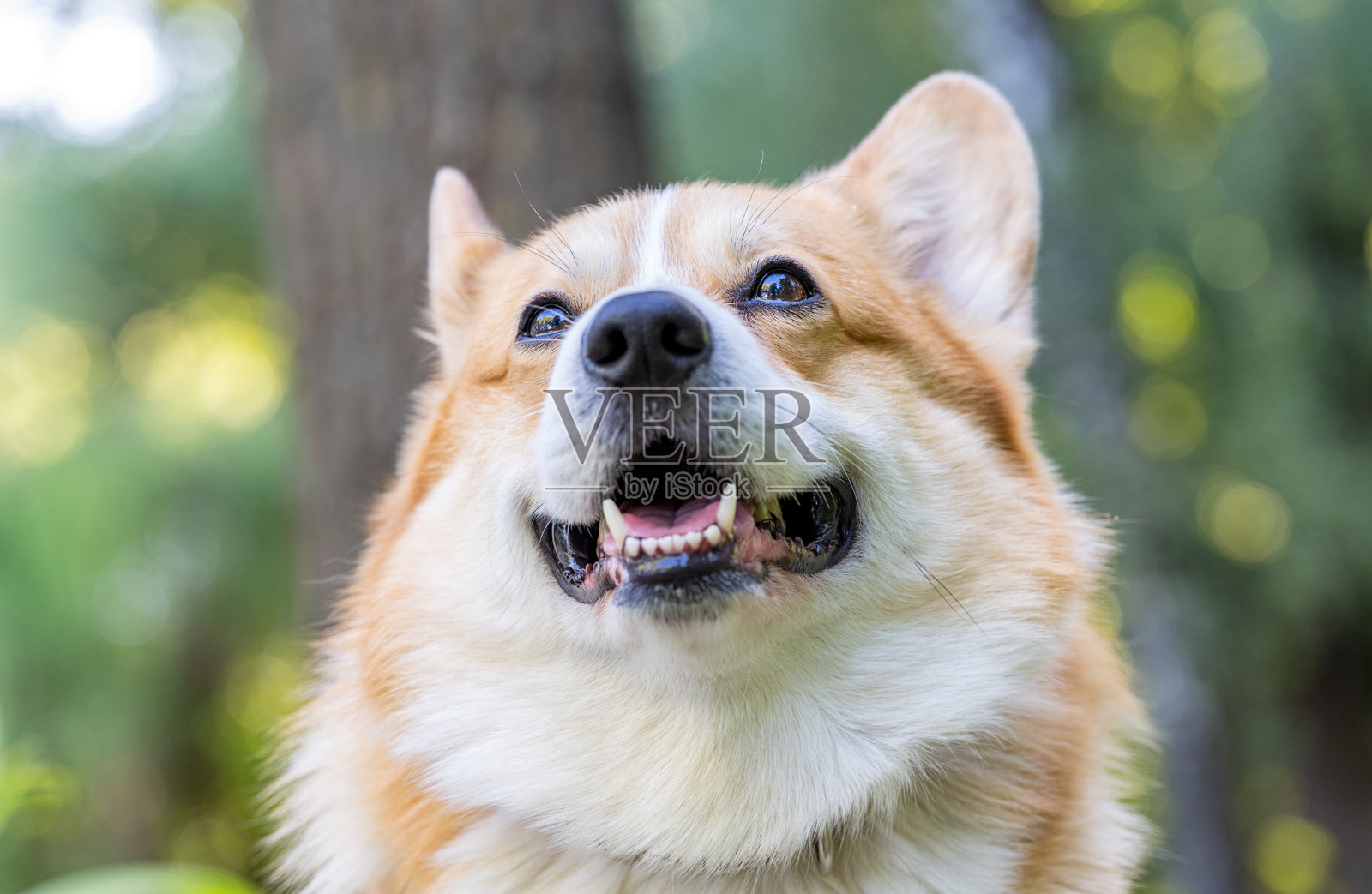 红色彭布罗克柯基的特写肖像照片摄影图片