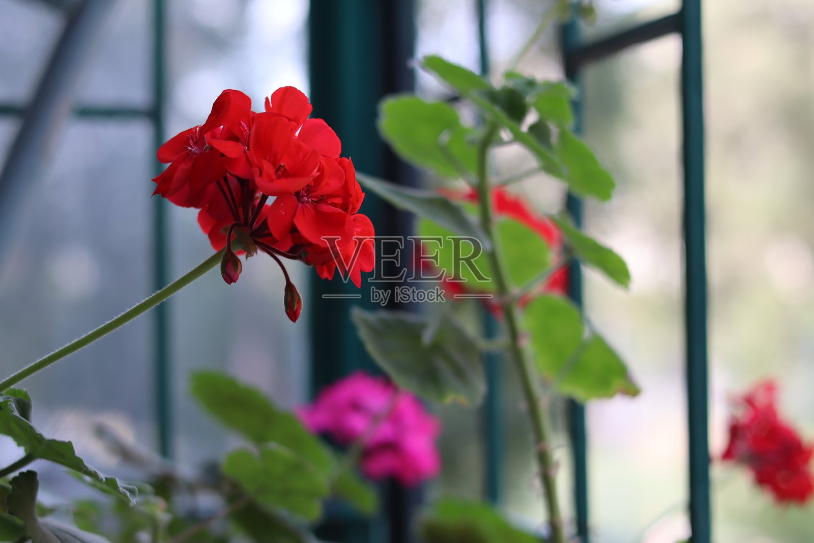 明亮的红色天竺葵在春季温暖的下午阳光明媚的室内花园中茁壮成长照片摄影图片