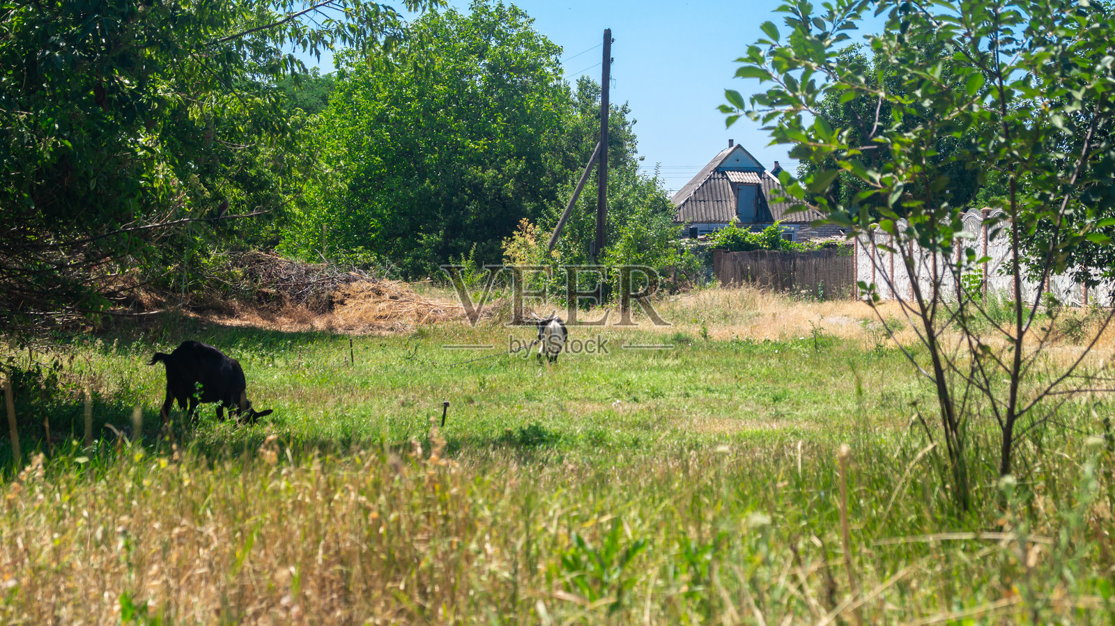 一只山羊站在阳光下,另一只在树荫下。山羊在草地上吃草。照片摄影图片