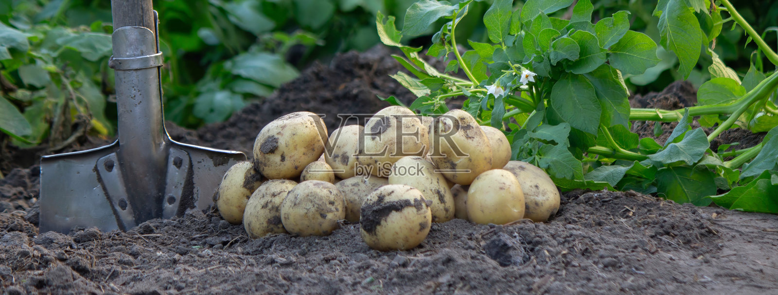 新鲜的花园土豆收获照片摄影图片