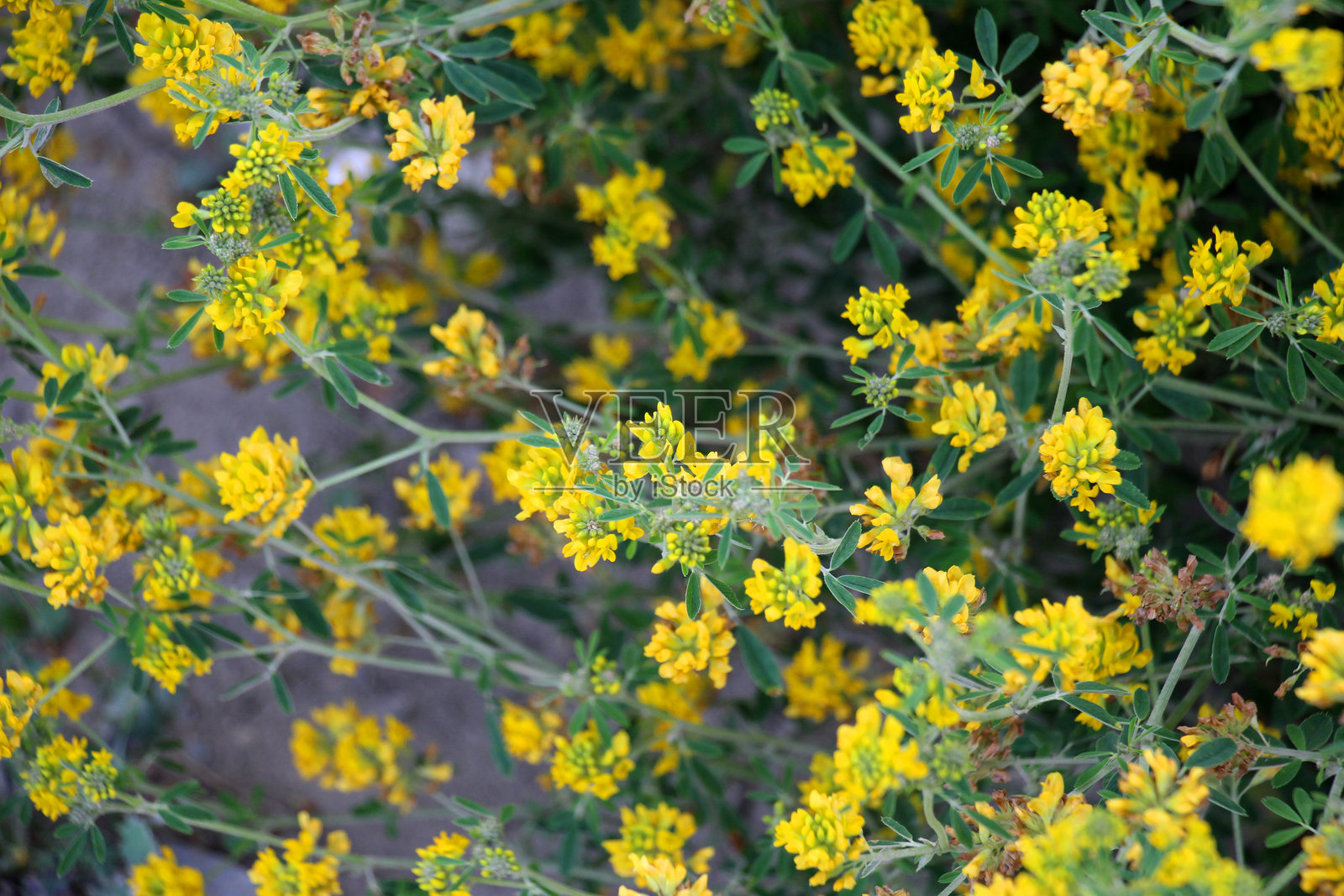 刀豆花(Medicago falcata)的花朵照片摄影图片