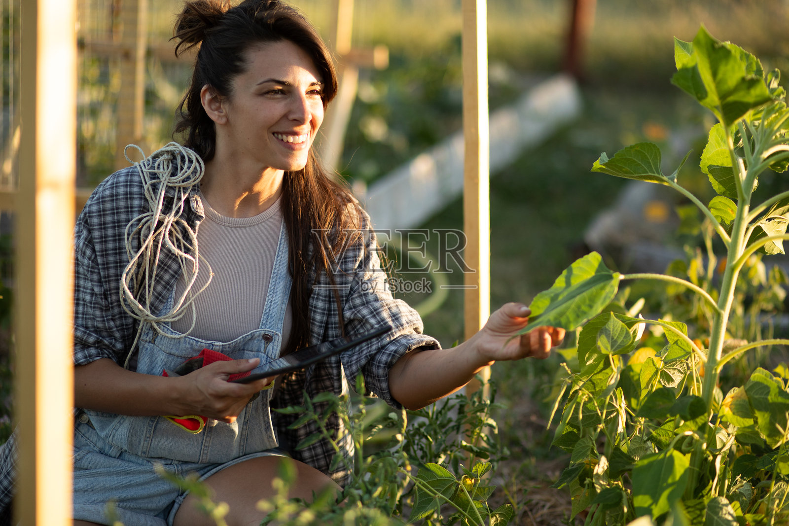 女性农民在可持续农业中检查向日葵的生长情况。库存图片照片摄影图片
