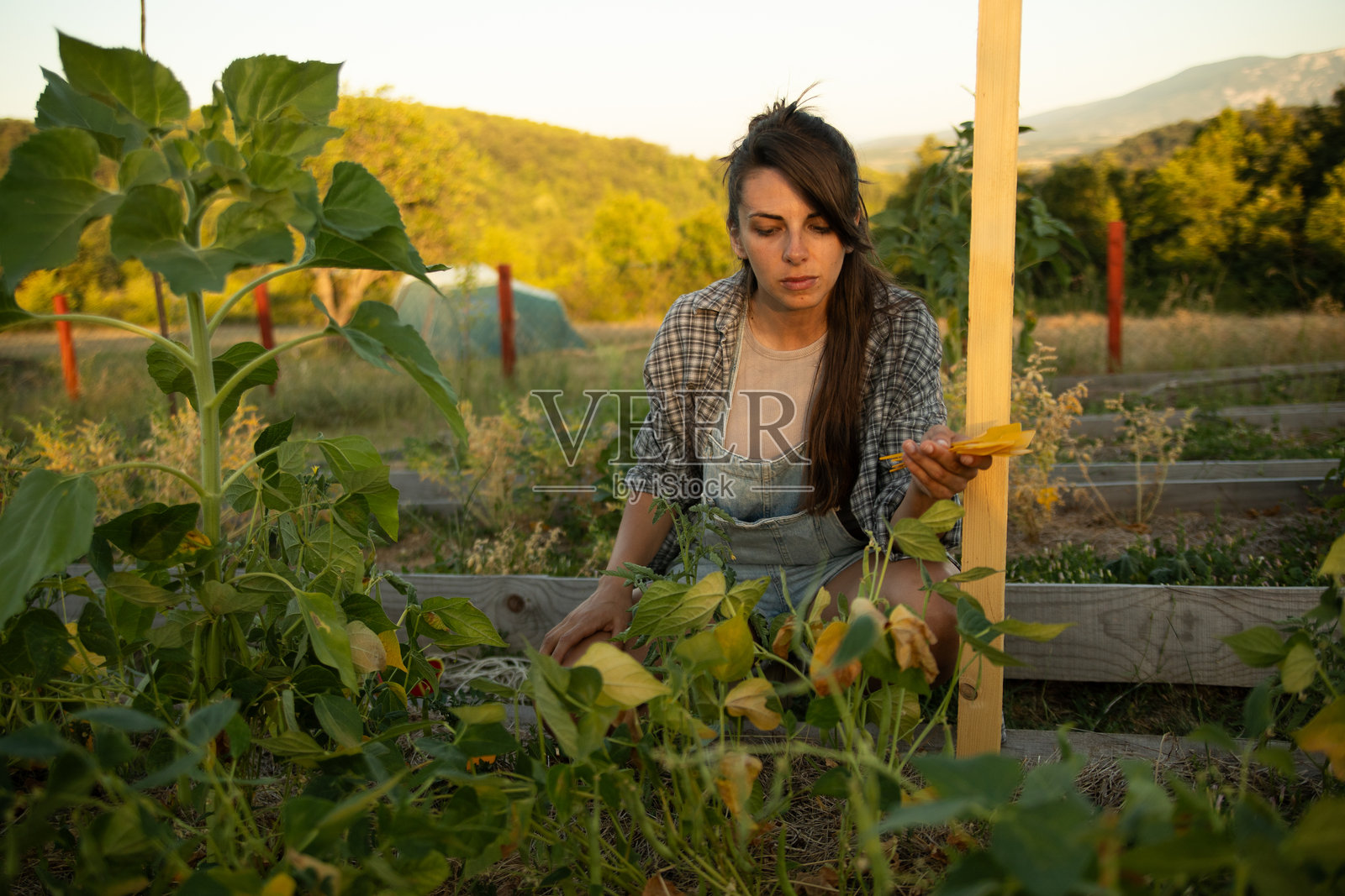 年轻女性农民在日落时分检查她的菜园中的干叶子。照片摄影图片