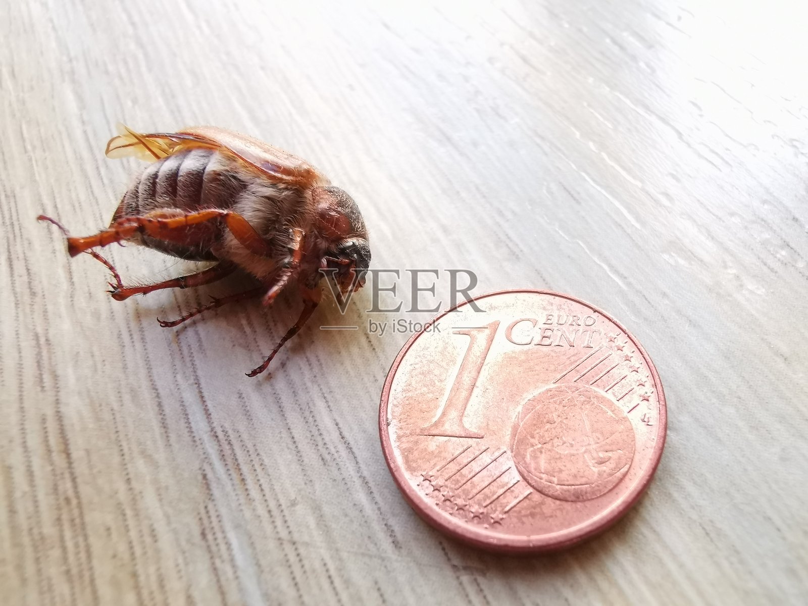 死去的六月甲虫与一枚1欧分硬币在镶木地板上照片摄影图片