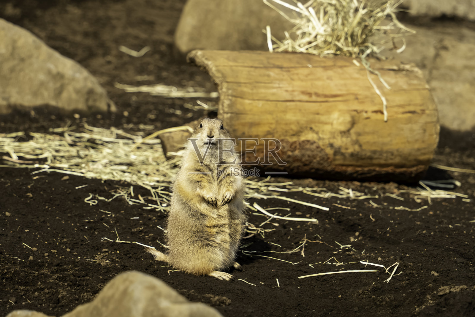 草原犬鼠照片摄影图片
