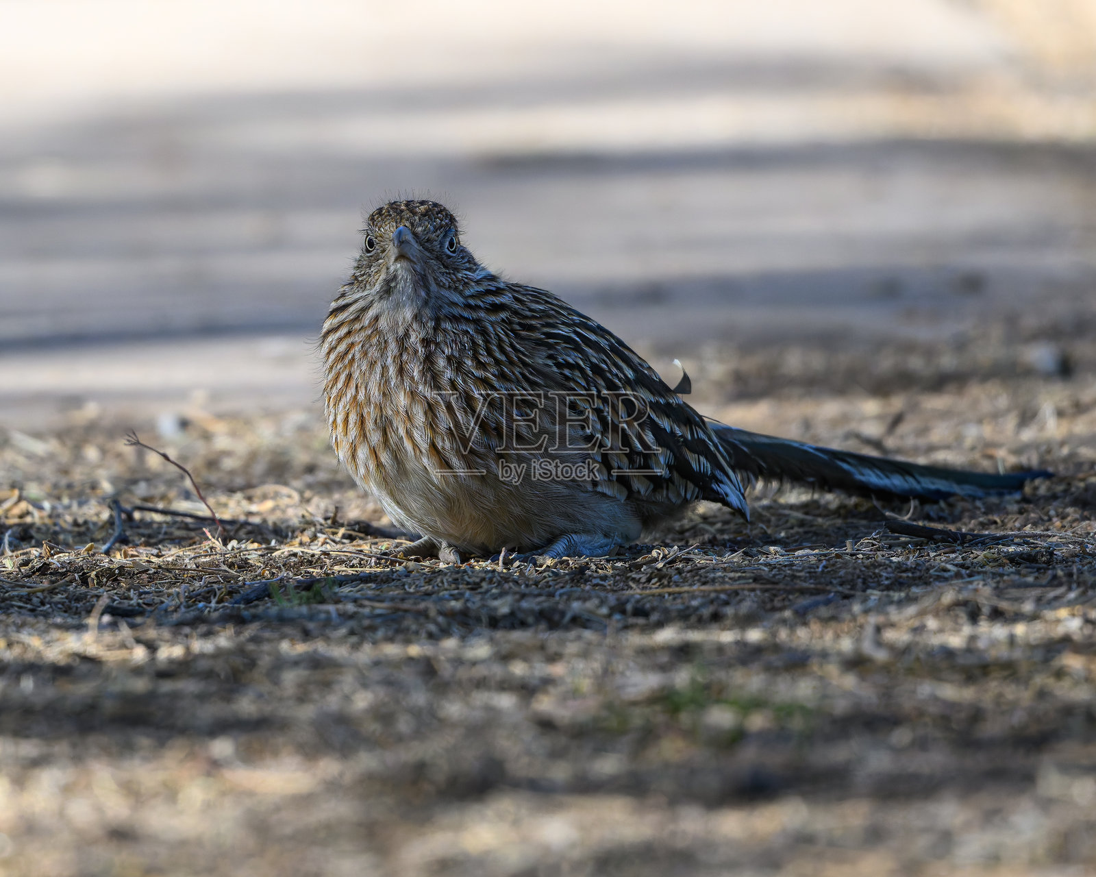 一只公路跑者照片摄影图片