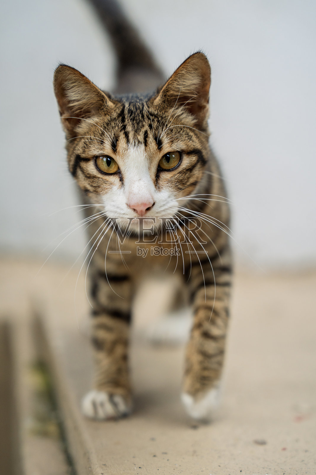 好奇表情的虎斑猫朝镜头走来照片摄影图片