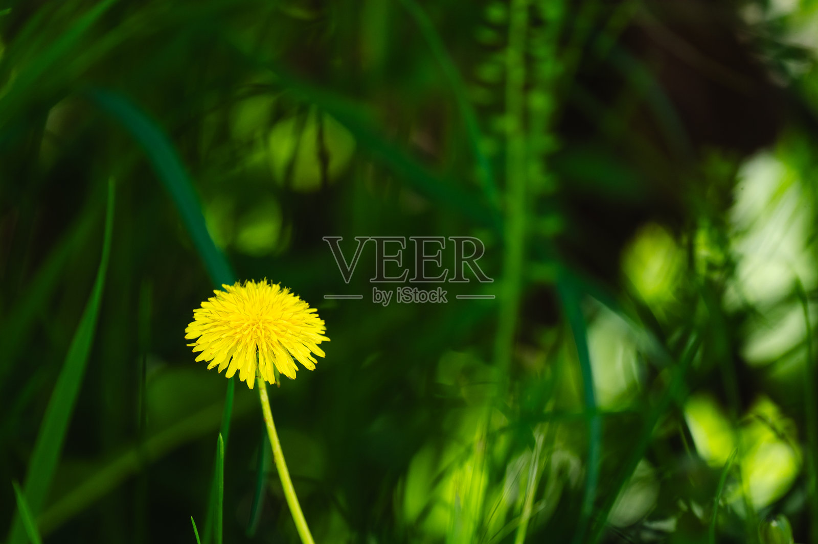 深绿色背景上的单朵蒲公英花照片摄影图片