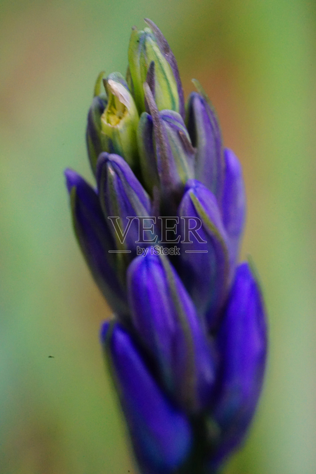 蓝铃花蕾特写抽象图照片摄影图片
