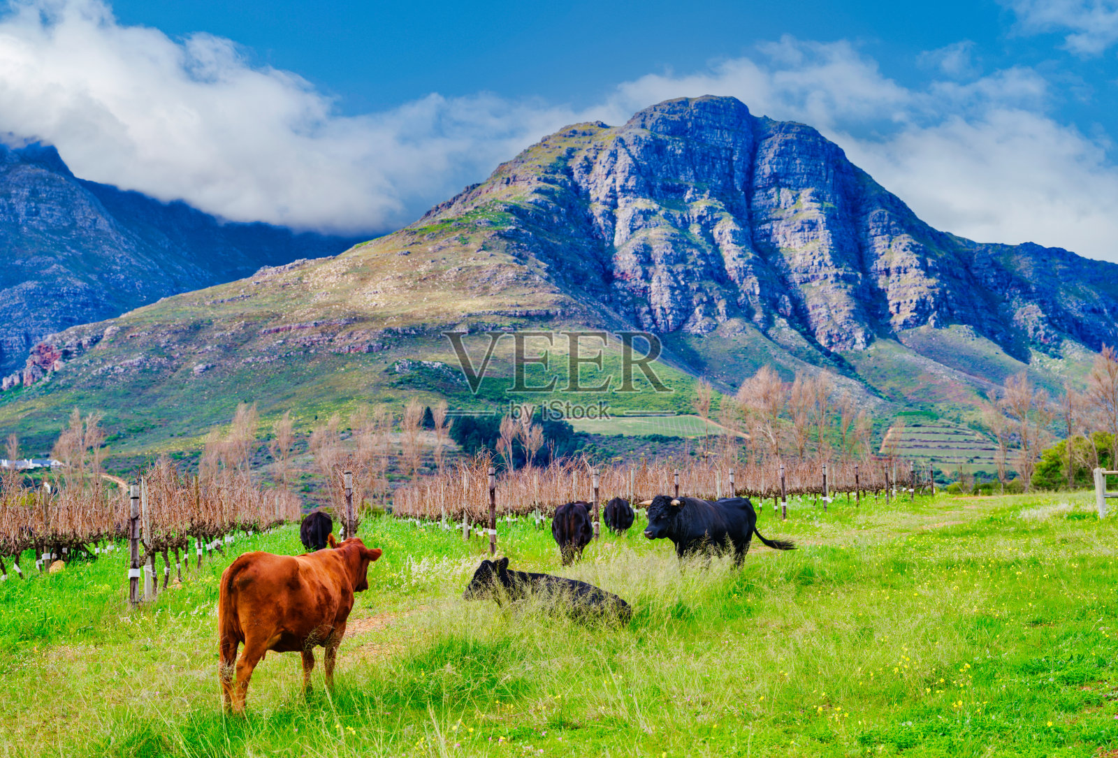 在南非斯坦伦博斯的沃特福德庄园,棕色和黑色的德克斯特牛在吃草。照片摄影图片