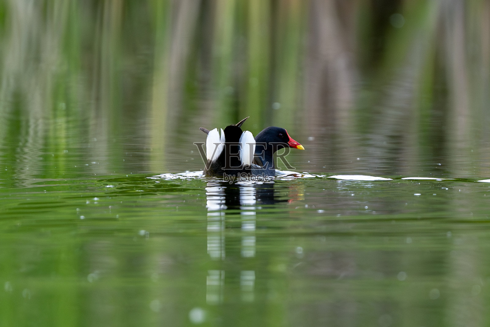 雄性欧亚水鸡活跃中照片摄影图片