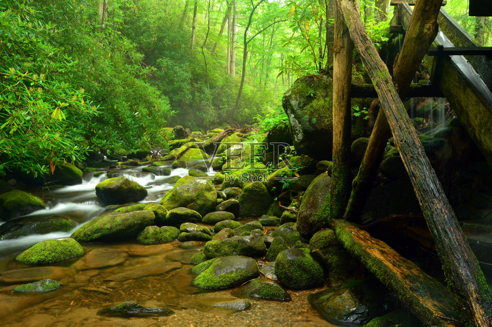 茂盛的森林里的蒸汽照片摄影图片