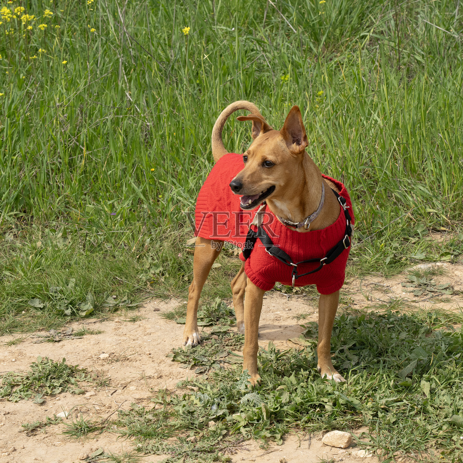 穿着红色毛衣的狗照片摄影图片