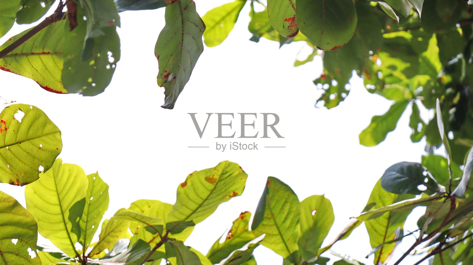 树枝上的叶子与天空,绿色自然背景照片摄影图片