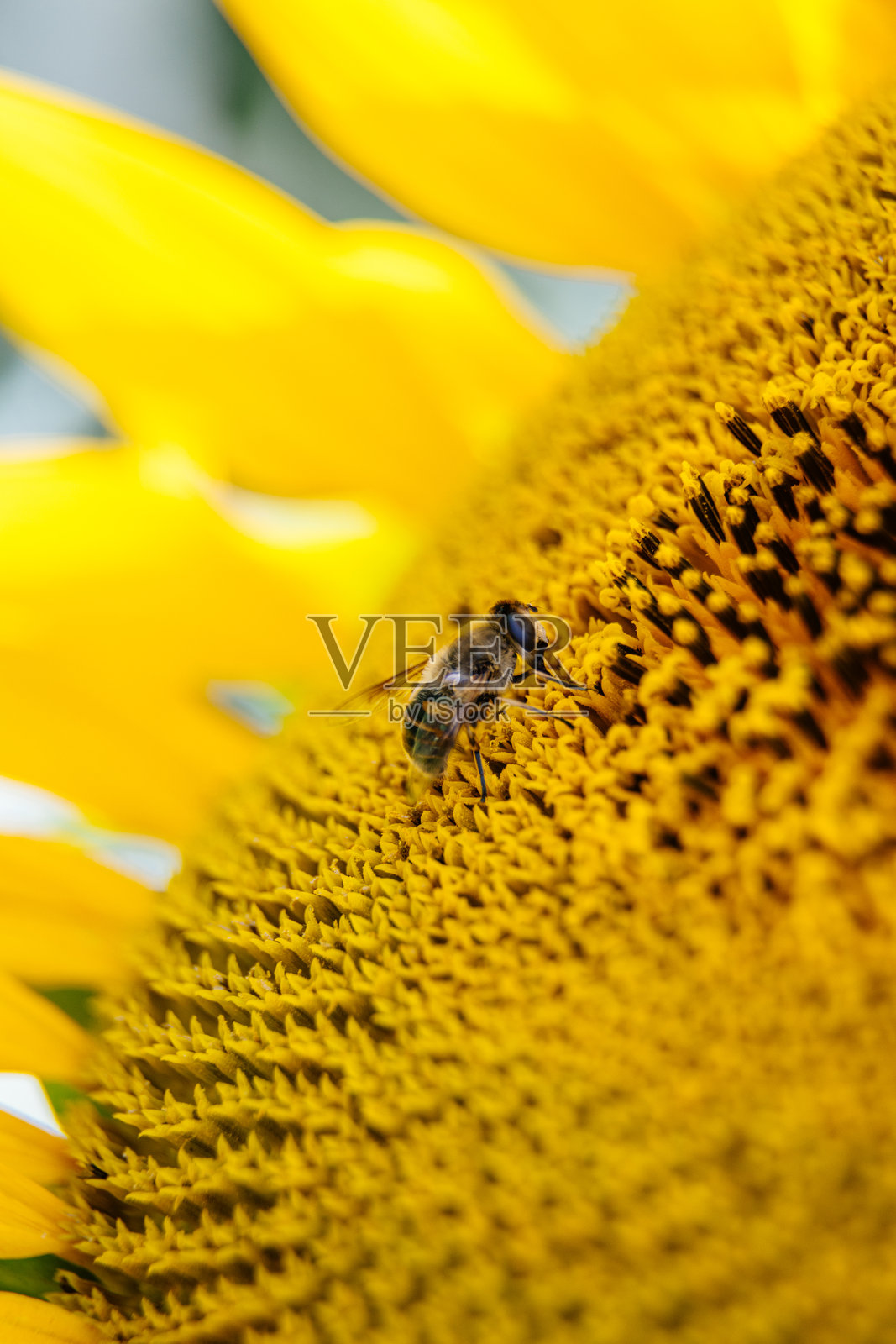 蜜蜂在自然环境中与盛开的向日葵互动。照片摄影图片