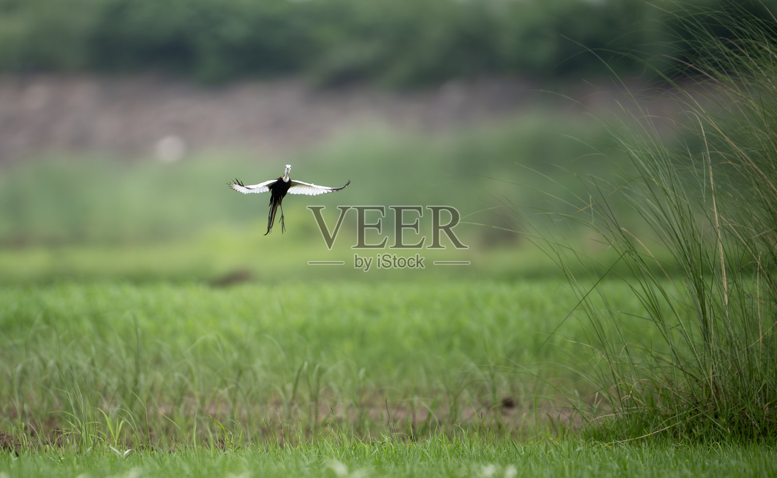 优雅的湿地鸟张开翅膀起飞照片摄影图片