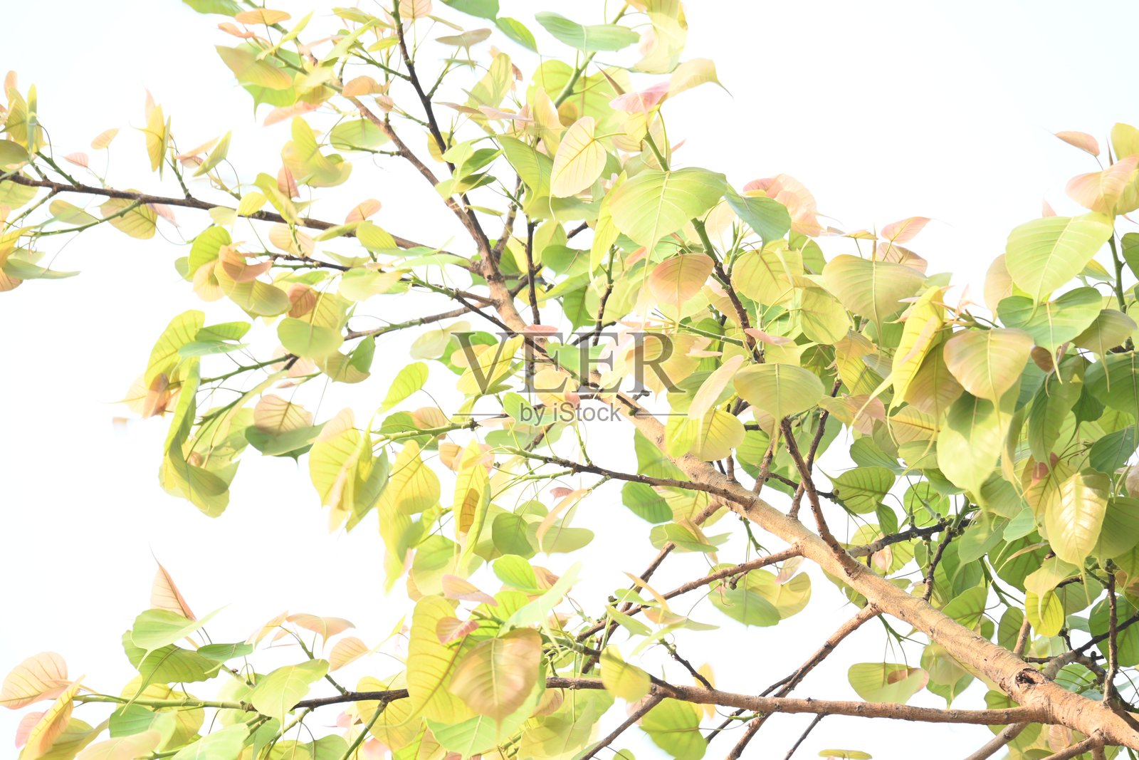 菩提树。照片摄影图片